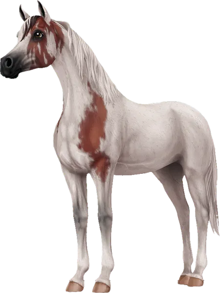 Arabian, Bloody Shoulder Grey