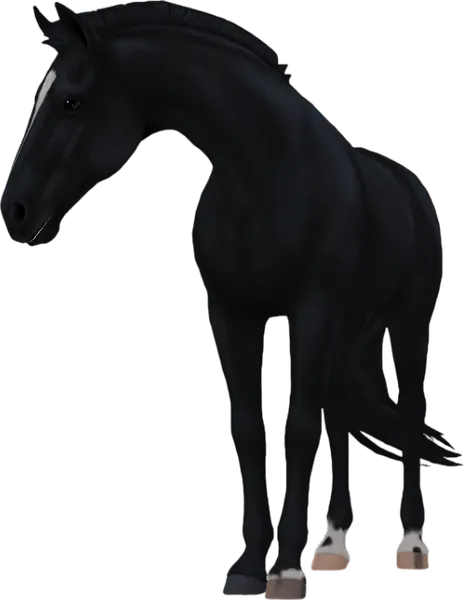 Tennessee Walking Horse, Black