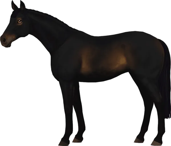 English Thoroughbred, Seal Bay