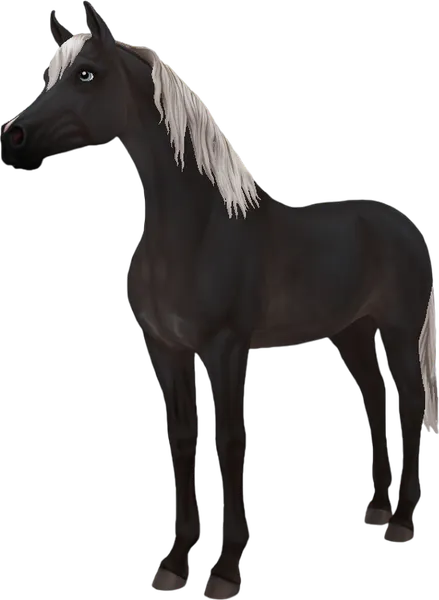 Arabian, Silver Black