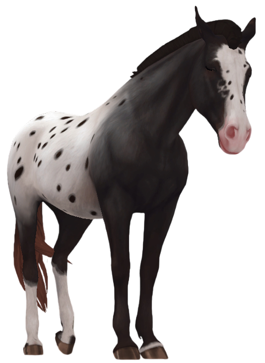 Appaloosa in Star Stable Online
