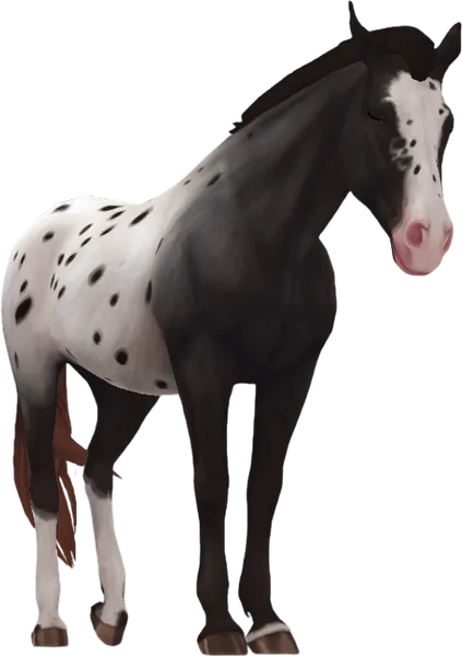 Appaloosa, Sun Bleached Black Extended Blanket