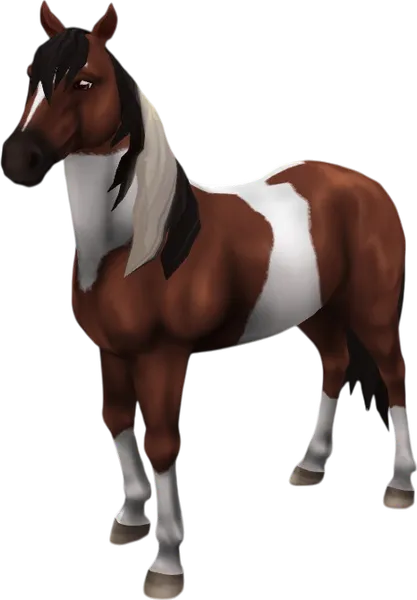 Mustang, Bay Pinto