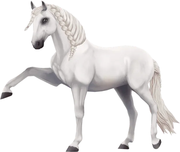 Jorvik Andalusian, Light Grey
