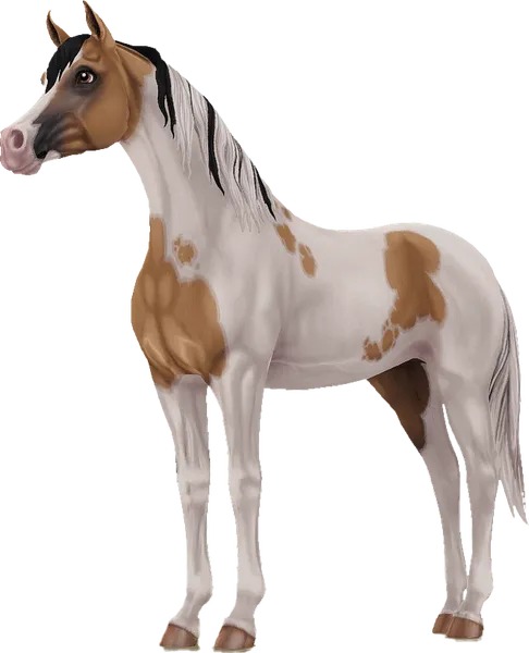 Pintabian, Buckskin Pinto