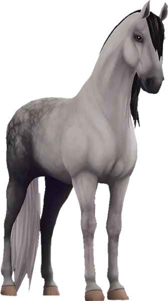 Lusitano, Dapple Grey
