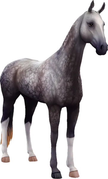 Akhal Teke, Dapple Grey
