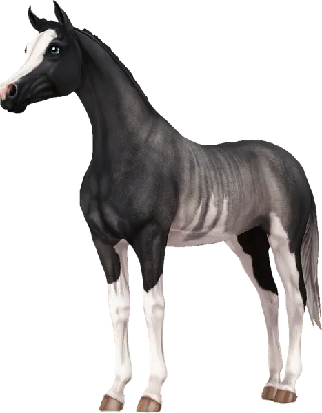 Arabian, Black Rabicano