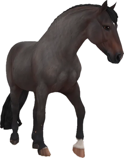 Criollo, Seal Brown Roan