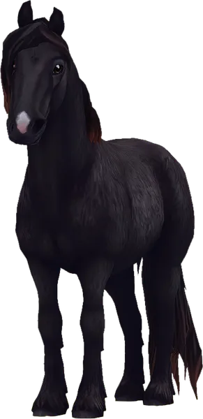 North Swedish Horse, Sun Bleached Black