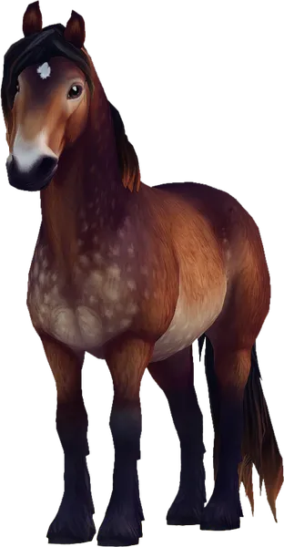 North Swedish Horse, Dapple Bay Pangare