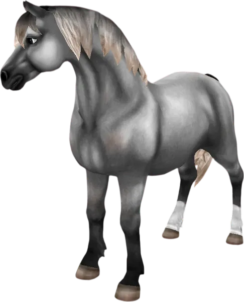 Welsh Pony, Dapple Grey
