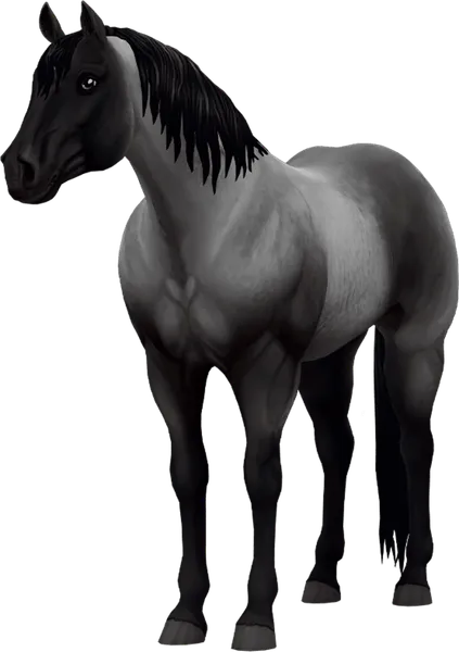 Jorvegian Quarter Horse, Blue Roan
