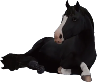 Finnhorse, Black