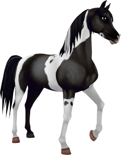 Pintabian, Black Pinto
