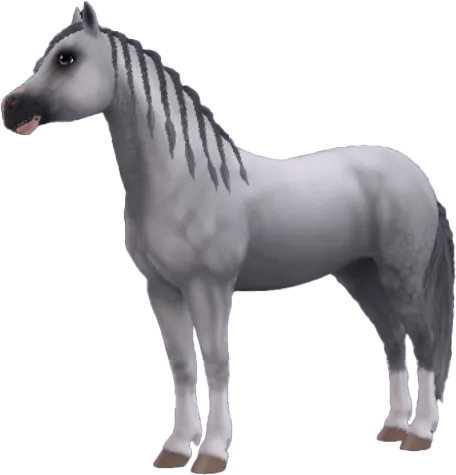 Welsh Pony, Dapple Grey