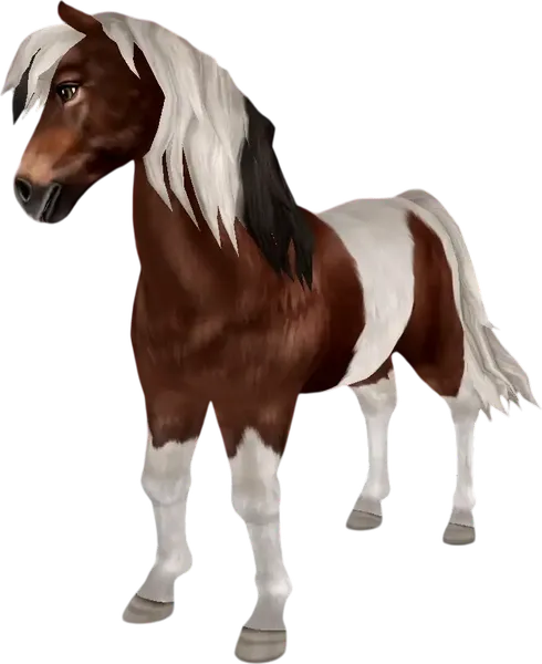 Icelandic Horse, Bay Tobiano