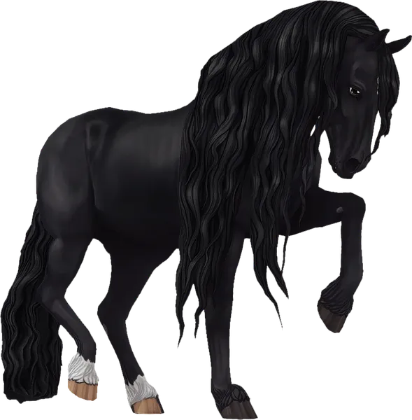 Jorvik Friesian, Black With Socks