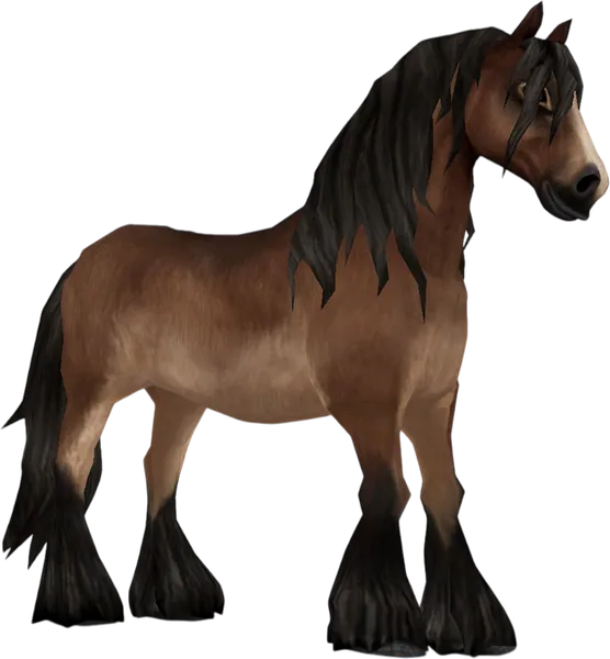 North Swedish Horse, Bay Pangaré