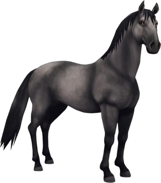Lipizzaner, Steel Grey