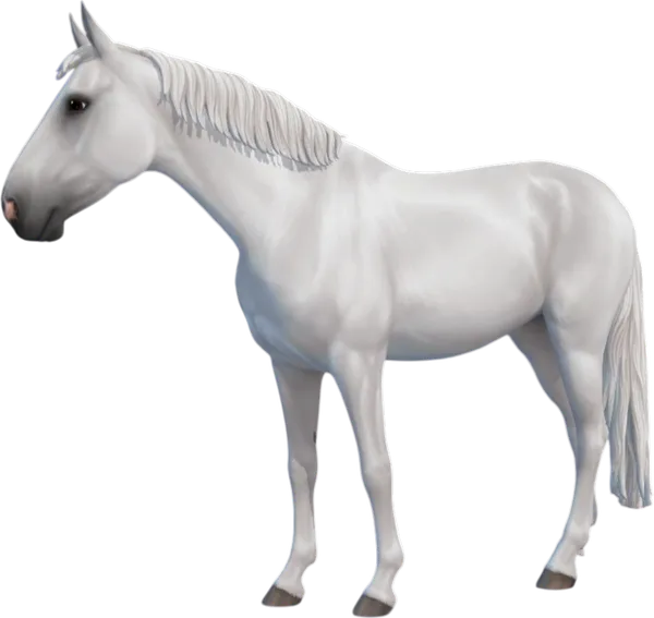 Swedish Warmblood, Grey