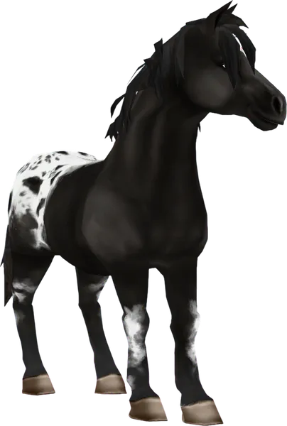 Jorvik Pony, Black Spotted Blanket
