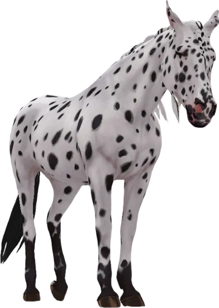 Appaloosa, Black Leopard