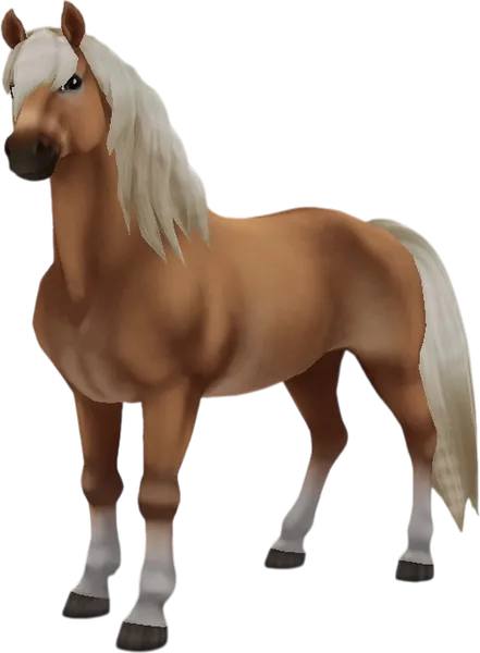 Haflinger, Gold Flaxen