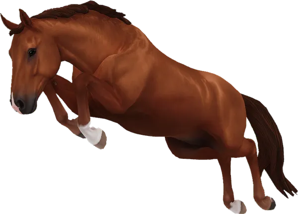 Hanoverian, Chestnut