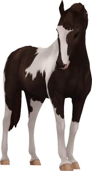 Belgian Warmblood, Liver Chestnut Pinto