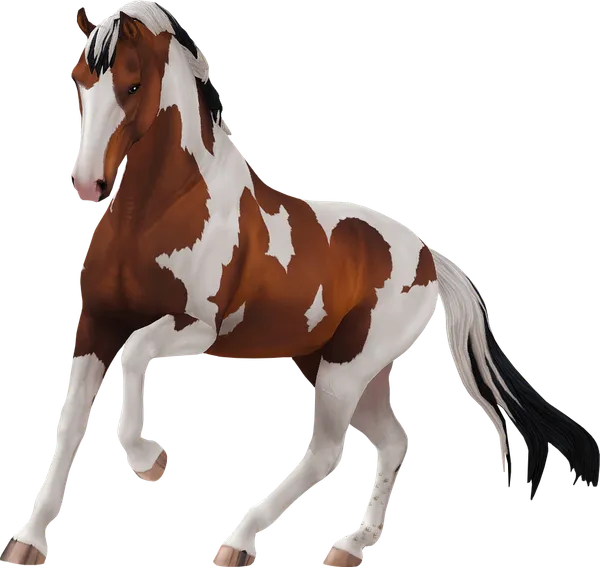 Dutch Warmblood, Blood Bay Tovero