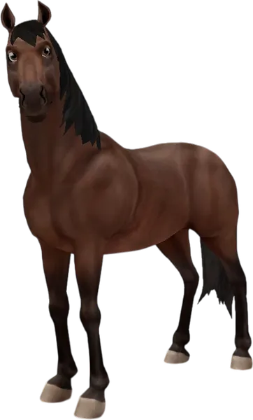 Dutch Warmblood, Bay