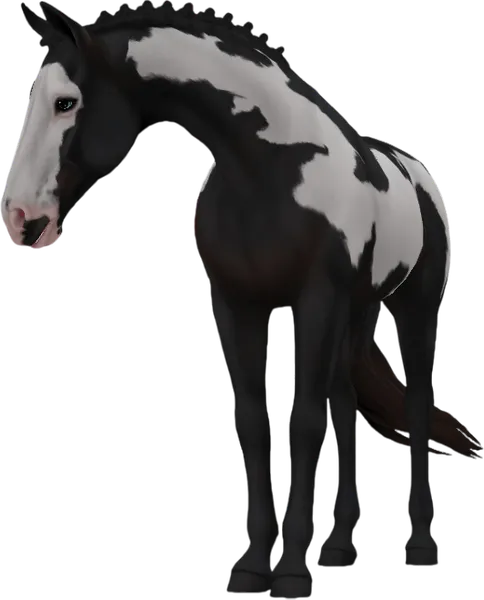Tennessee Walking Horse, Black Overo