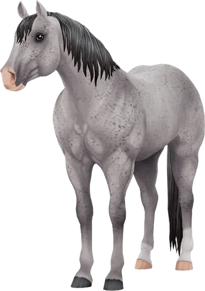 Jorvegian Quarter Horse, Flea Bitten Grey