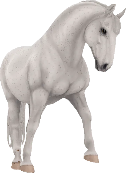 Lipizzaner, Fleabitten Grey