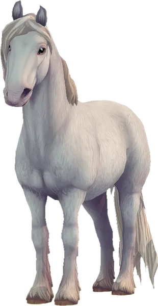 North Swedish Horse, Cremello