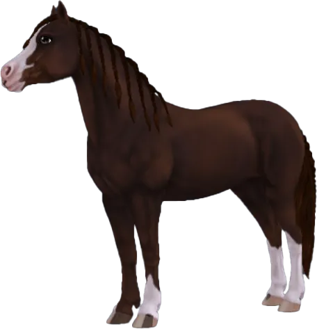Welsh Pony, Liver Chestnut