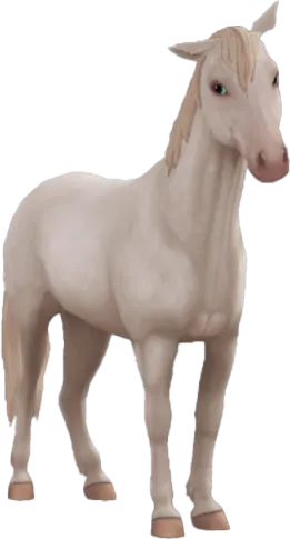 Chincoteague Pony, Cremello