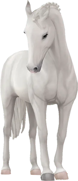 Belgian Warmblood, Light Grey