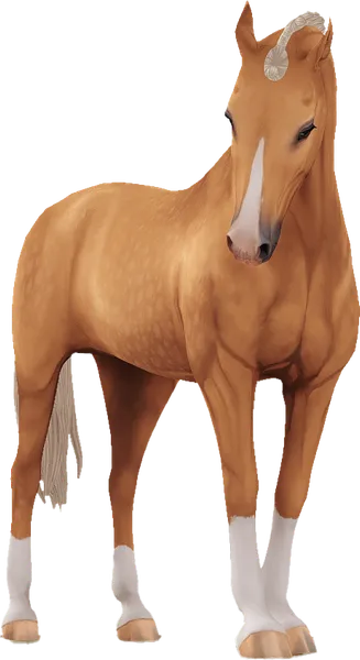 Belgian Warmblood, Palomino
