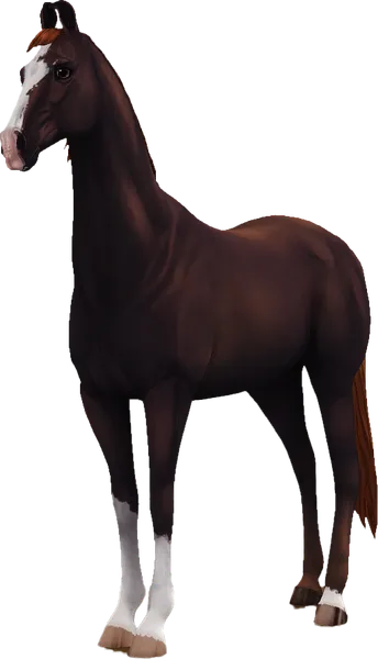 Marwari, Liver Chestnut