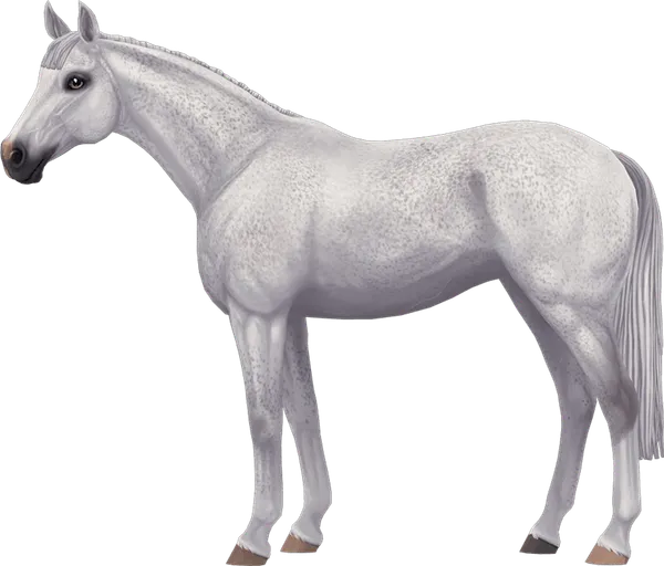 English Thoroughbred, Fleabitten Grey