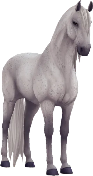 Lusitano, Fleabitten Grey
