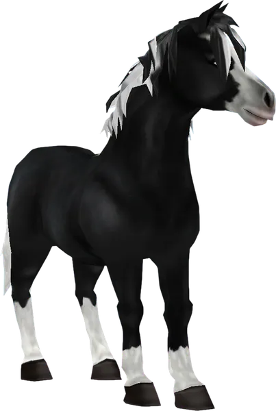 Jorvik Pony, Black Pinto
