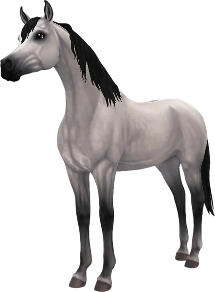 Arabian, Dapple Grey