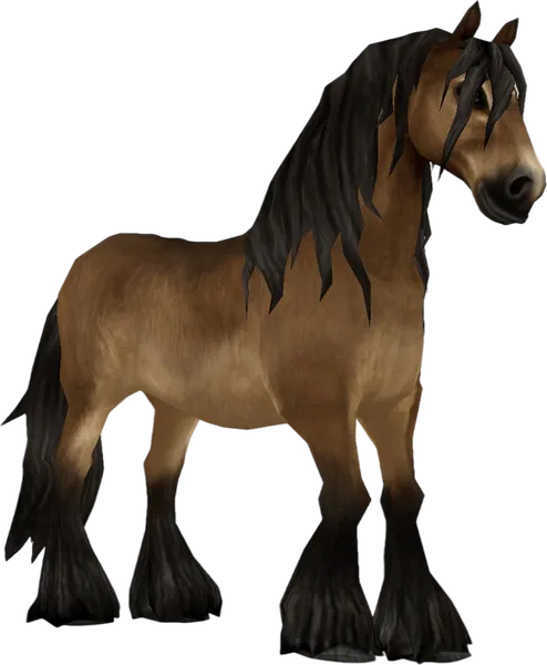 North Swedish Horse, Golden Bay Pangaré