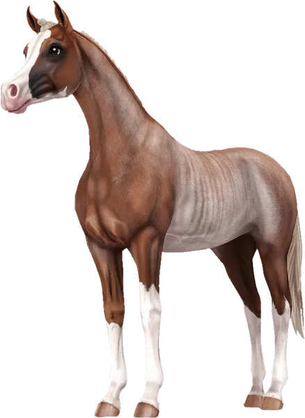 Arabian, Flaxen Chestnut Rabicano