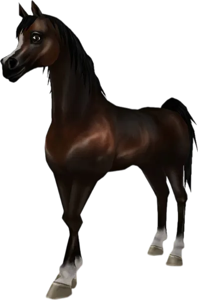 Arabian Thoroughbred, Seal Bay