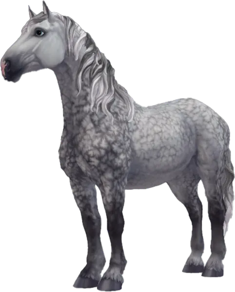 Percheron, Dapple Grey