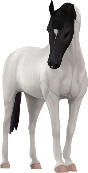 Belgian Warmblood, Black Pinto